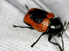 Cryptocephalus notatus