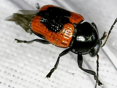 Cryptocephalus notatus