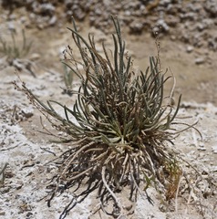 Ivesia kingii eremica