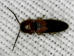 Ampedus areolatus