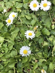 Bellis perennis