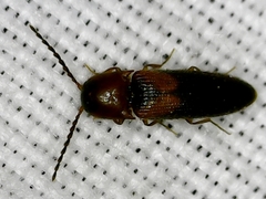 Ampedus areolatus