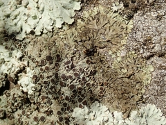 Hyperphyscia plinthiza