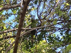 Psittacara brevipes