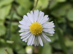 Bellis perennis