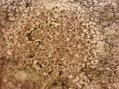 Lecanora argentata