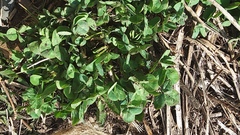 Trifolium pratense