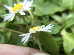 Bellis perennis