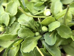 Bellis perennis