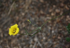 Calochortus clavatus
