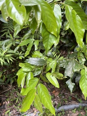 Ventilago