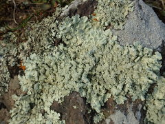 Flavoparmelia haysomii