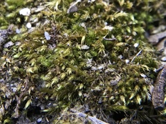 Bryophyta