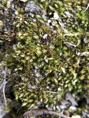 Bryophyta
