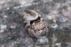 Carrhotus coronatus