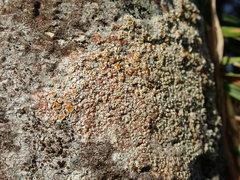 Brigantiaea chrysosticta