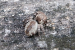 Carrhotus coronatus