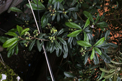 Eriobotrya japonica