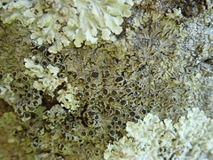 Hyperphyscia plinthiza
