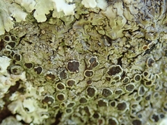 Hyperphyscia plinthiza