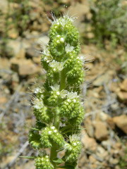 Phacelia heterophylla