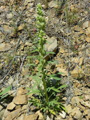 Phacelia heterophylla