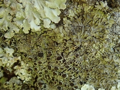 Hyperphyscia plinthiza