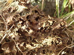Pseudocyphellaria neglecta