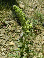 Phacelia heterophylla
