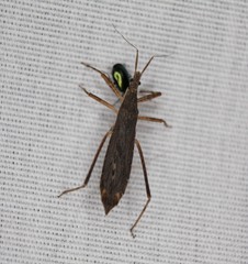 Pygolampis pectoralis