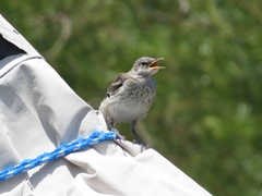 Mimus polyglottos