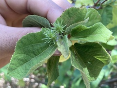 Triumfetta socorrensis