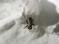 Diptera