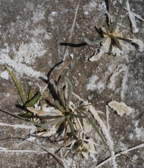 Ivesia kingii eremica