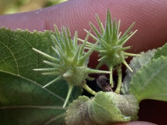 Triumfetta socorrensis