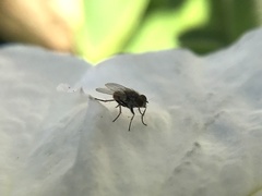 Diptera