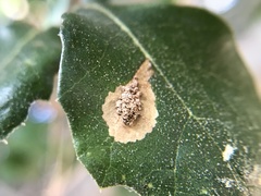 Insecta