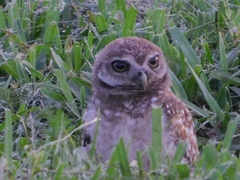 Athene cunicularia floridana