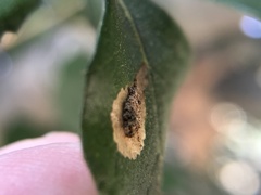 Insecta