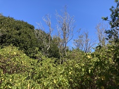 Triumfetta socorrensis