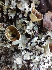 Parmotrema reparatum