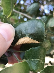 Insecta
