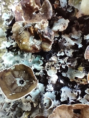 Parmotrema reparatum