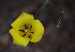 Calochortus clavatus