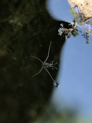 Insecta