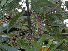 Ocotea aurantiodora