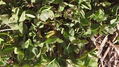 Trifolium pratense