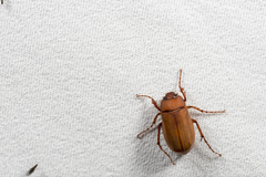 Hilyotrogus formosanus