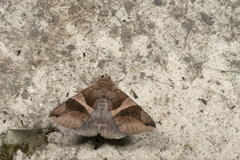 Bastilla arcuata