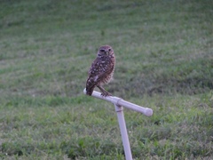 Athene cunicularia floridana